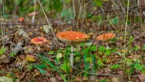 Nie-Sezon grzybowy na Mazurach dobiega do końca - zdjęcie 60