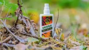 Nie-Sezon grzybowy na Mazurach dobiega do końca - zdjęcie 32