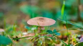 Nie-Sezon grzybowy na Mazurach dobiega do końca - zdjęcie 76