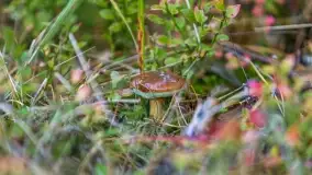 Nie-Sezon grzybowy na Mazurach dobiega do końca - zdjęcie 65