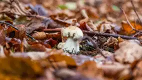 Nie-Sezon grzybowy na Mazurach dobiega do końca - zdjęcie 58