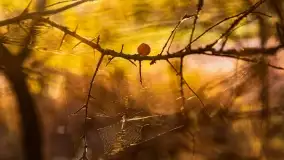 Zachód słońca w Maciejkach, niedaleko Mazur - zdjęcie 15