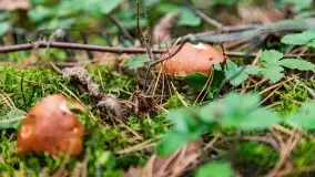 Mazury i grzyby... piękne połączenie - zdjęcie 22