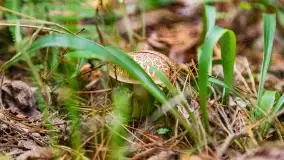 Mazury i grzyby... piękne połączenie - zdjęcie 27