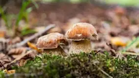 Mazury i grzyby... piękne połączenie - zdjęcie 25