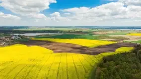 Rzepakowe pola, przypominamy żółty kolor Mazur - zdjęcie 12