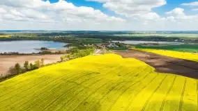 Rzepakowe pola, przypominamy żółty kolor Mazur - zdjęcie 25