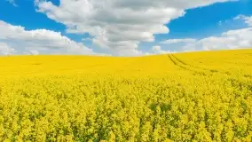 Rzepakowe pola, przypominamy żółty kolor Mazur - zdjęcie 3