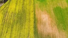 Rzepakowe pola, przypominamy żółty kolor Mazur - zdjęcie 10