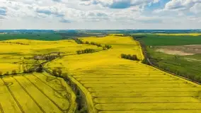 Rzepakowe pola, przypominamy żółty kolor Mazur - zdjęcie 9