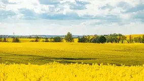 Rzepakowe pola, przypominamy żółty kolor Mazur - zdjęcie 16