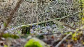 Mazurski las u progu wiosny, marzec 2020 - zdjęcie 43