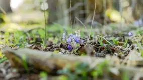 Mazurski las u progu wiosny, marzec 2020 - zdjęcie 1