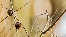 Mazurski las u progu wiosny, marzec 2020 - zdjęcie 7