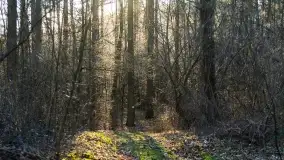 Mazurski las u progu wiosny, marzec 2020 - zdjęcie 2