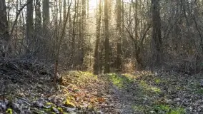 Mazurski las u progu wiosny, marzec 2020 - zdjęcie 40