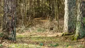 Przedwiośnie na mazurskich polach i łąkach, marzec 2021 - zdjęcie 47