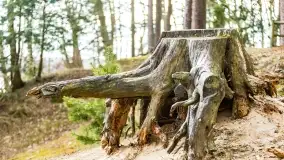 Przedwiośnie na mazurskich polach i łąkach, marzec 2021 - zdjęcie 58