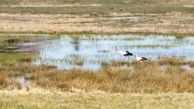Przedwiośnie na mazurskich polach i łąkach, marzec 2021 - zdjęcie 34