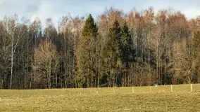 Początki wiosny 2022, leśne krajobrazy - zdjęcie 24