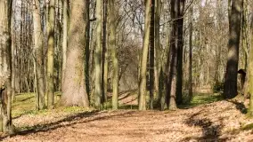 Początki wiosny 2022, leśne krajobrazy - zdjęcie 17