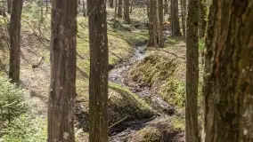 Początki wiosny 2022, leśne krajobrazy - zdjęcie 64