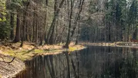 Początki wiosny 2022, leśne krajobrazy - zdjęcie 27