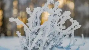 Bajkowe i zimowe klimaty nad jeziorem Dargin, grudzień 2022 - zdjęcie 12