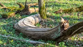 Wiosenny las przy Sztynorcie, kwiecień 2022 - zdjęcie 23