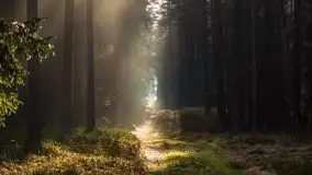 Styczniowy spacer po lesie w okolicach Rucianego-Nidy - zdjęcie 8