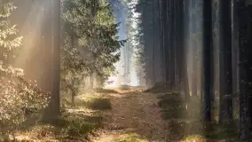 Styczniowy spacer po lesie w okolicach Rucianego-Nidy - zdjęcie 13