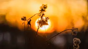 Wschód słońca nad jeziorem Śniardwy, Krzywy Róg - zdjęcie 10