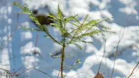 Trochę wiosny, trochę zimy... - zdjęcie 5