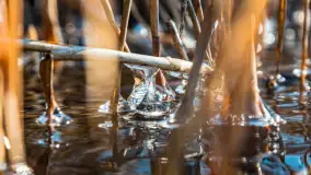 Zatoka Mrówcza, jezioro Ryńskie, luty 2023 - zdjęcie 5