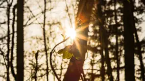 Spacer po lesie kętrzyńskim, górka poznańska i rzeka Guber - zdjęcie 16