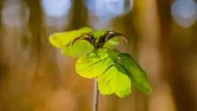 Spacer po lesie kętrzyńskim, górka poznańska i rzeka Guber - zdjęcie 32