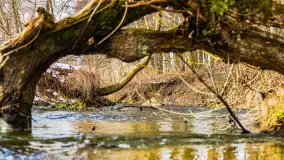 Spacer po lesie kętrzyńskim, górka poznańska i rzeka Guber - zdjęcie 31