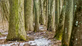 Spacer po lesie kętrzyńskim, górka poznańska i rzeka Guber - zdjęcie 33