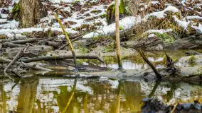 Spacer po lesie kętrzyńskim, górka poznańska i rzeka Guber - zdjęcie 15