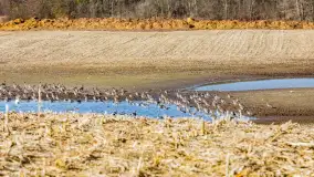 Wiosenne zbiorowiska ptaków, luty 2023 r. - zdjęcie 13