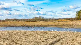 Wiosenne zbiorowiska ptaków, luty 2023 r. - zdjęcie 22