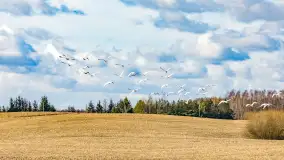 Wiosenne zbiorowiska ptaków, luty 2023 r. - zdjęcie 11