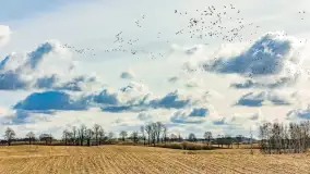 Wiosenne zbiorowiska ptaków, luty 2023 r. - zdjęcie 9