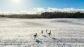 Niedzielne popołudnie widziane z drona, Ryn i okolice - zdjęcie 18