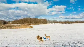 Niedzielne popołudnie widziane z drona, Ryn i okolice - zdjęcie 15