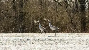 Słonecznie i zimowo przy moście Sztynorckim - zdjęcie 6