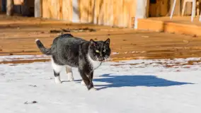 Tło dla Mew u progu nowego sezonu 2023 - zdjęcie 9