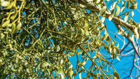 Grodzisko Św. Góra, jezioro Wojnowo, marzec 2023 r. - zdjęcie 34