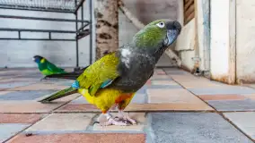 Odwiedziliśmy papugarnię w Wilkasach, luty 2023 r. - zdjęcie 20