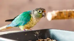 Odwiedziliśmy papugarnię w Wilkasach, luty 2023 r. - zdjęcie 4